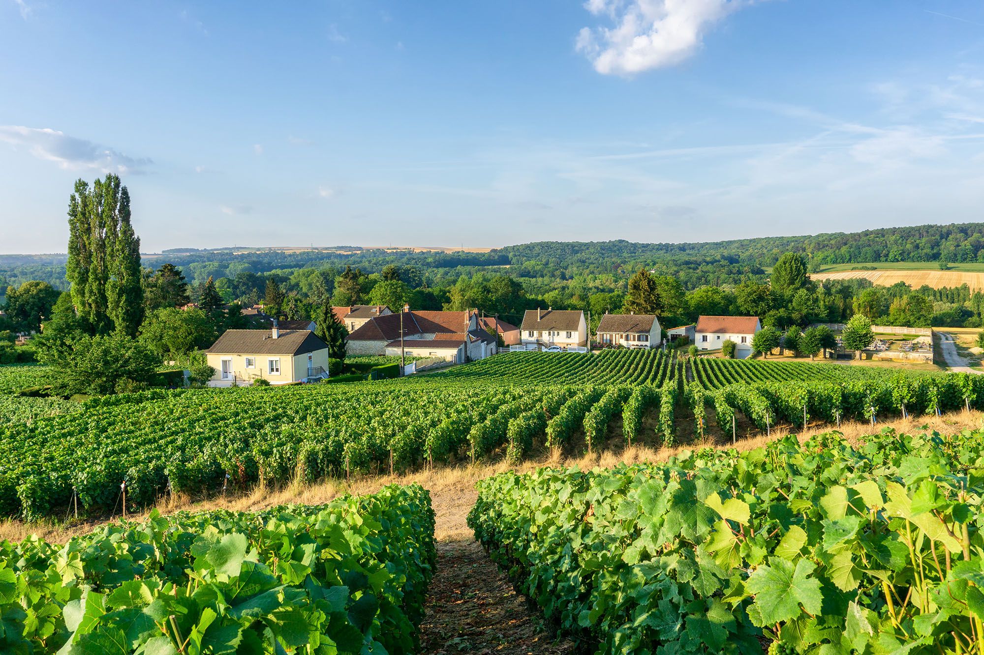 Montagne de Reims