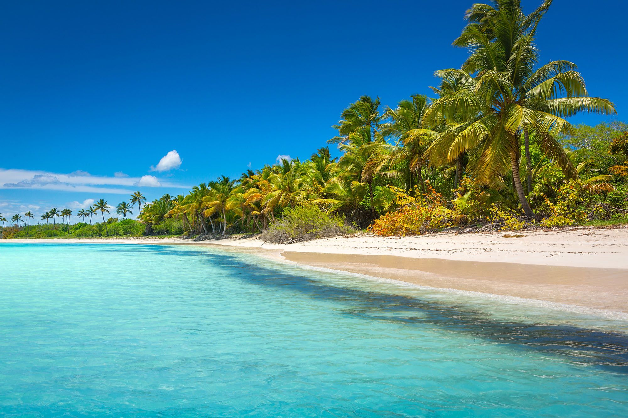Plage idyllique des Caraïbes avec palmiers à Punta Cana - République Dominicaine