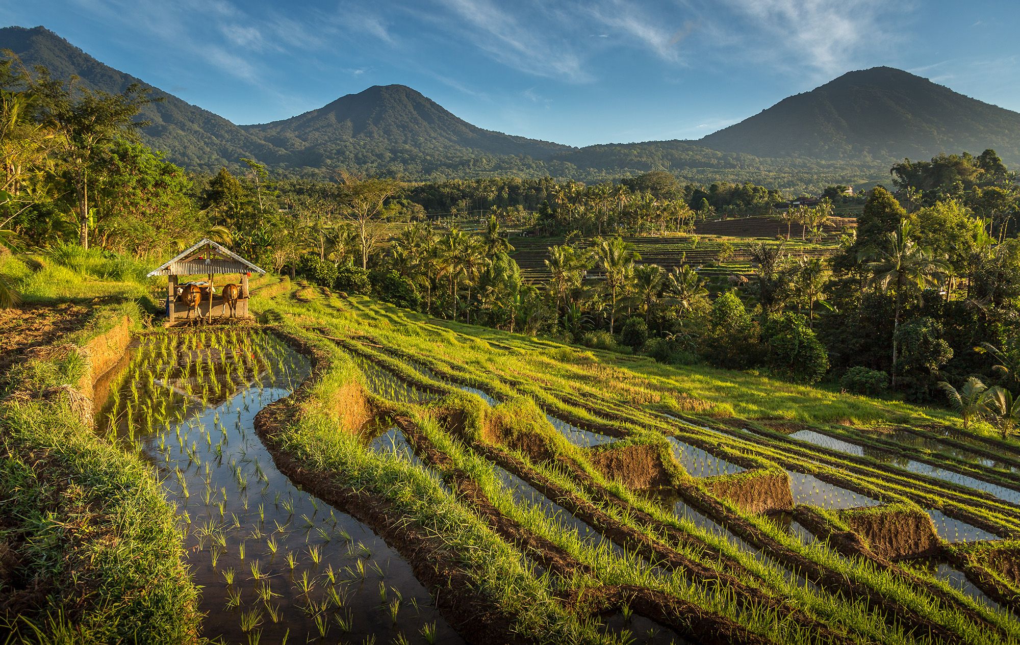 Rizière Bali