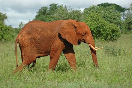 Au Kenya, sur la route des safaris