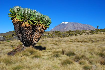 Tanzanie, à l'ombre du Kilimandjaro
