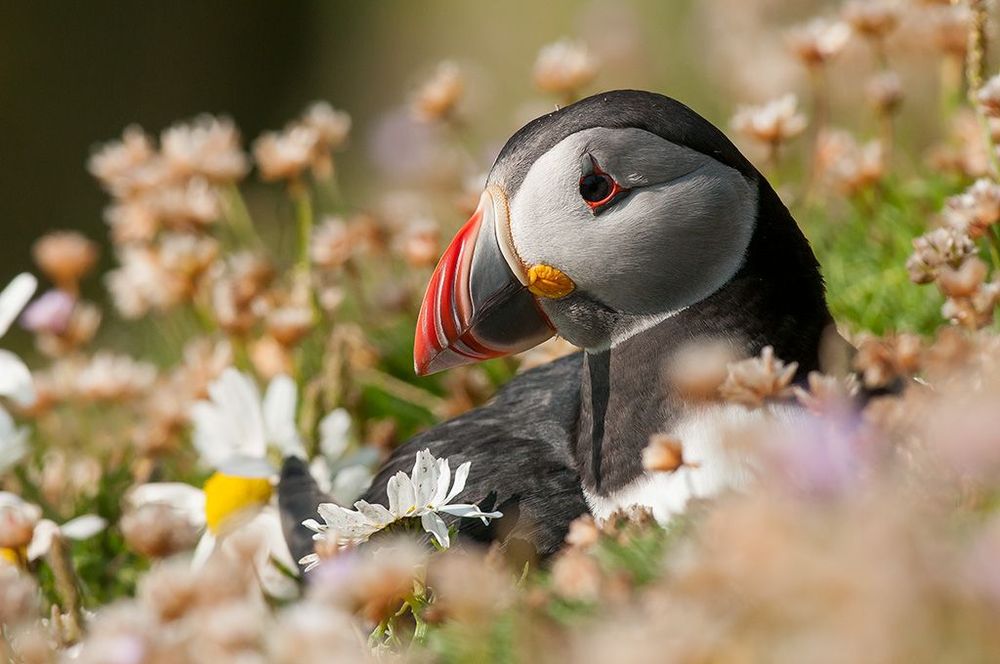 Shetland Macareux moines