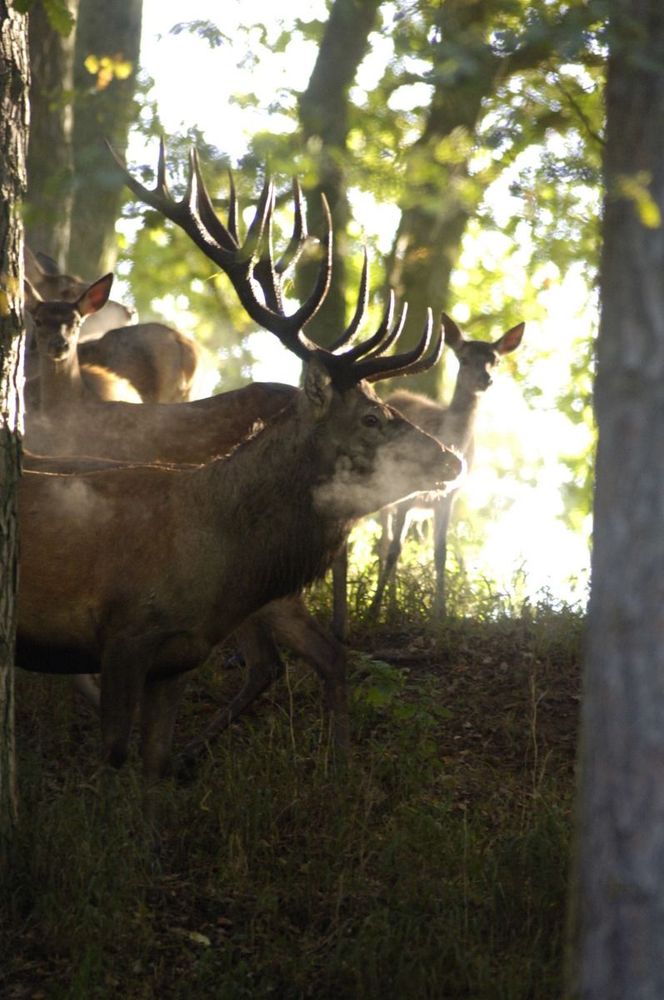 Cerf
