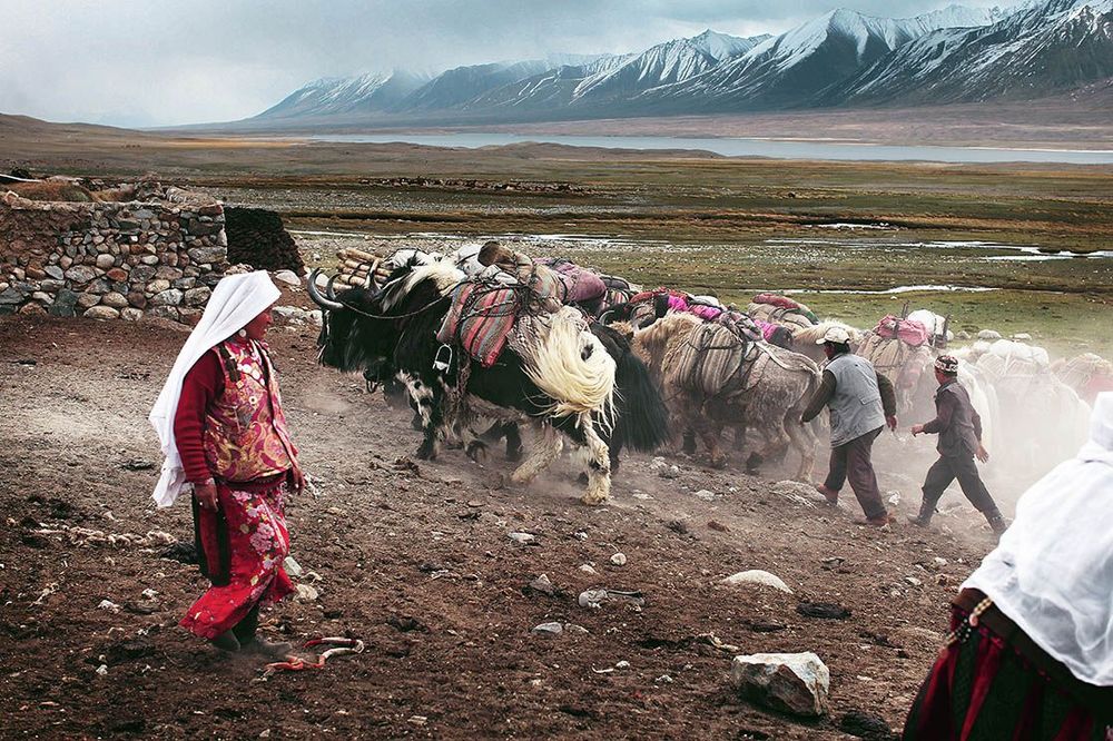 Retour d’une caravane de yaks Afghanistan