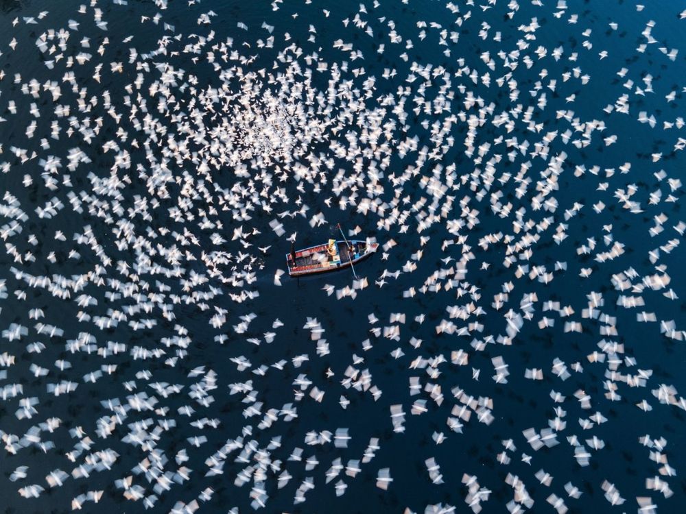 Seagulls - Inde Delhi Yamuna Ghat Mouettes