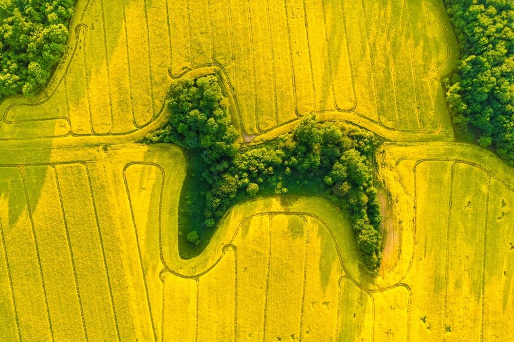 Poodle in Rapeseed - Pologne Lower Silesian Voivodeship