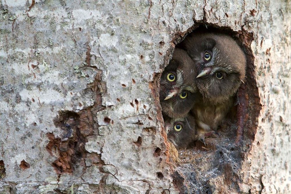 Chouettes de Tengmalm