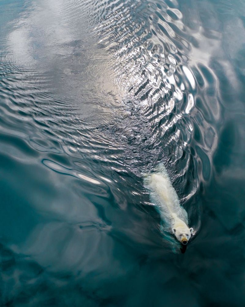 Polar bear, Baffin Island