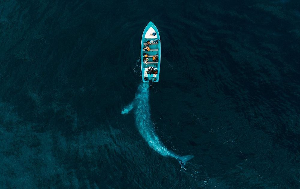 Gray Whale Plays Pushing Tourists Puerto Adolfo Lopez Mateos, Baja California (Mexico)
