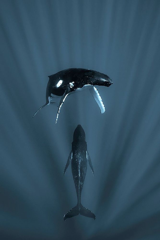 Baleines