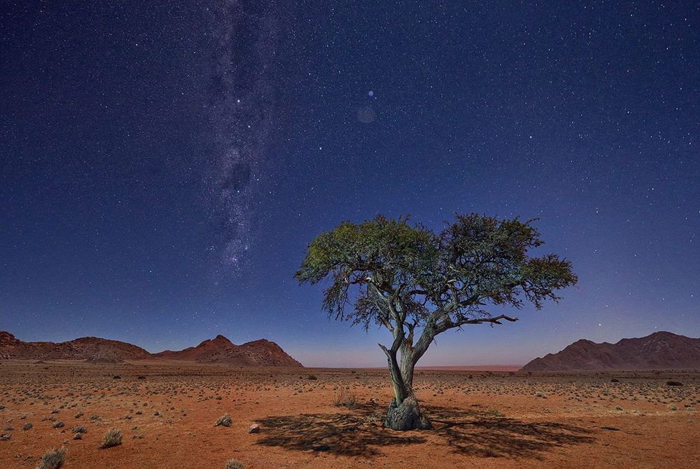 Namibie Arbre Voie lactée