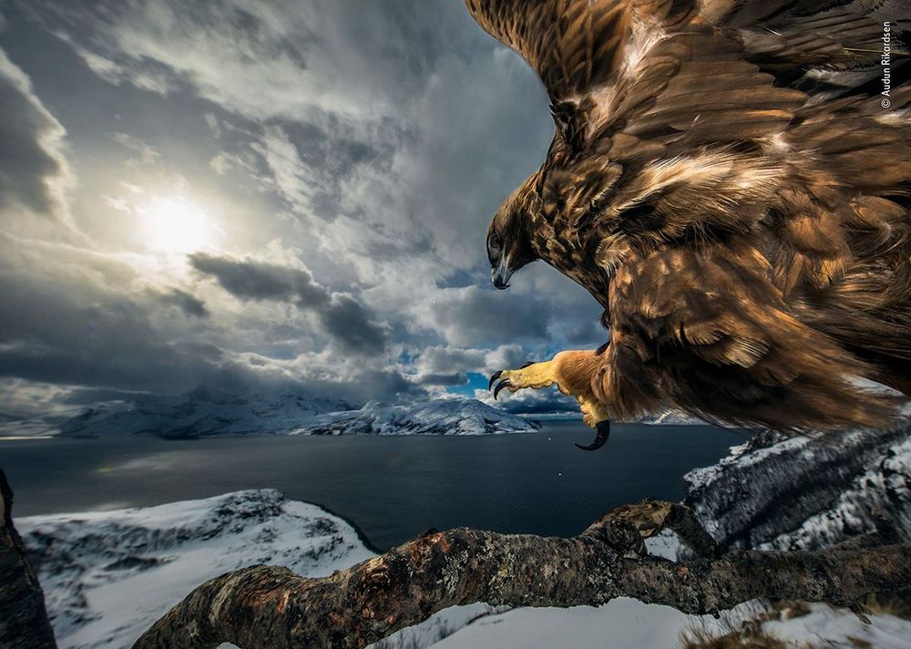 Audun-Rikardsen---Wildlife-Photographer-of-the-Year