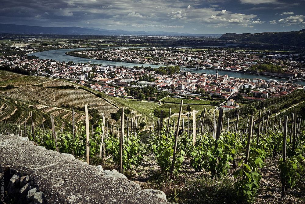 Vignes