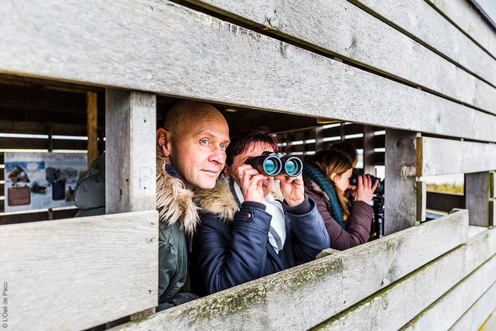 Observation des oiseaux en Baie de Saint-Brieuc