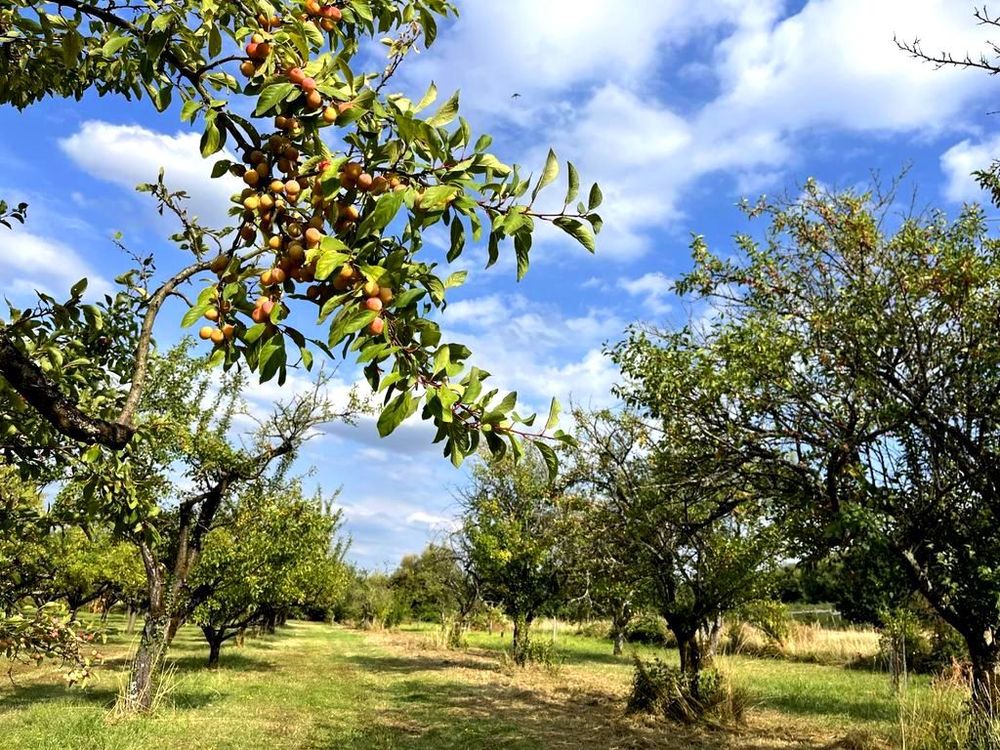 Côtes de Meuse - mirabelliers