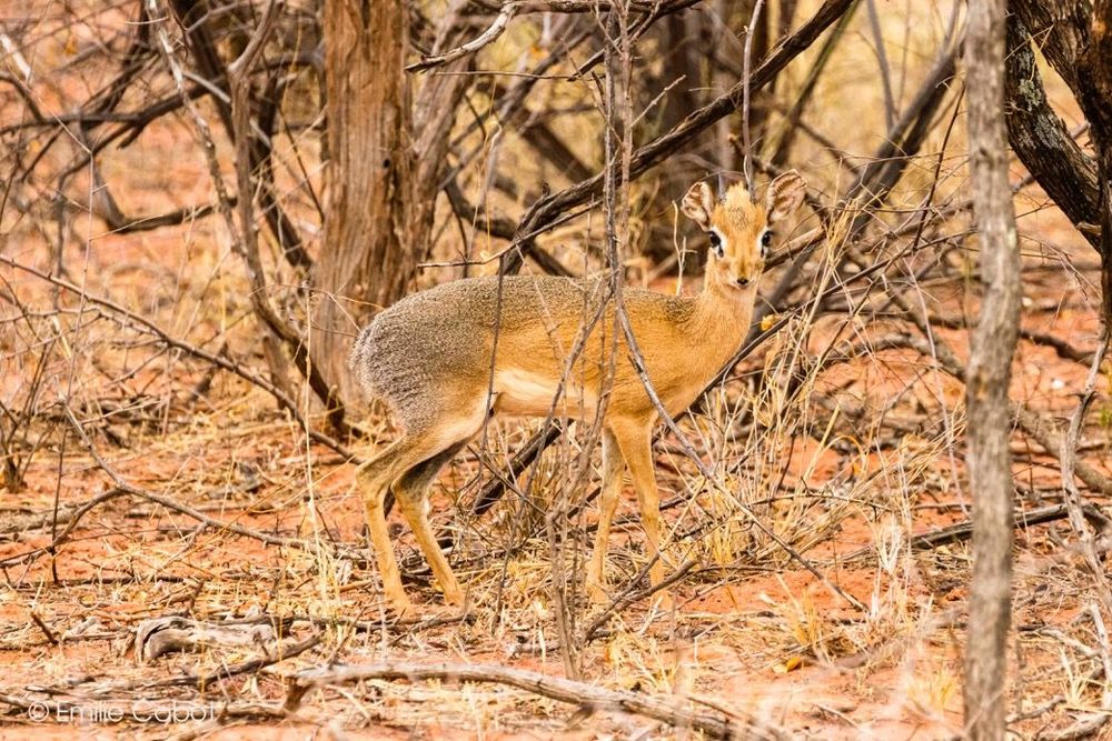 Namibie Dik Dik