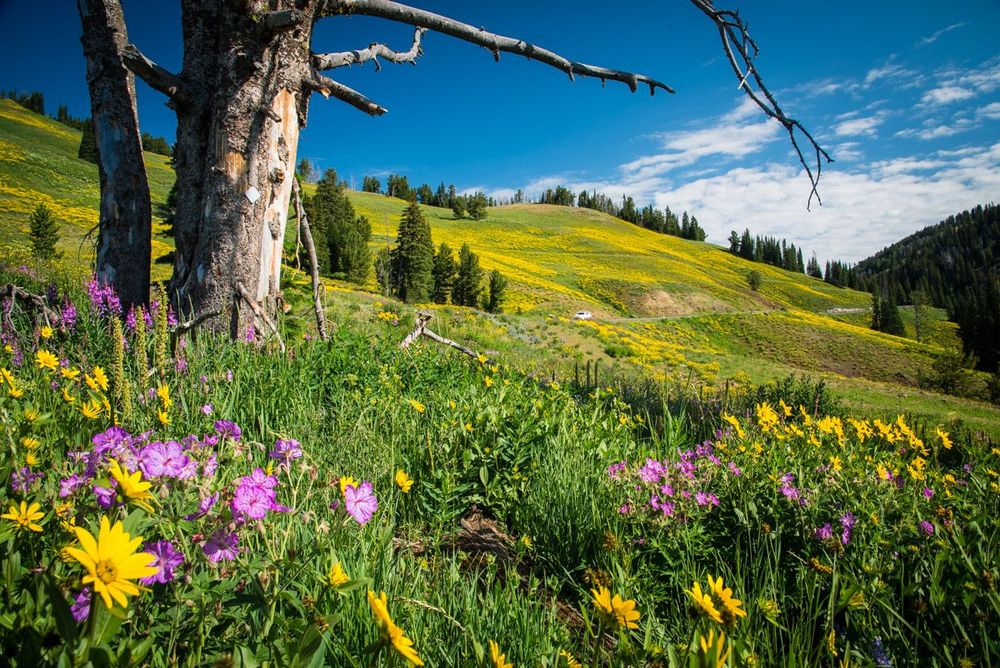 Wyoming Yellowstone Dunraven Pass