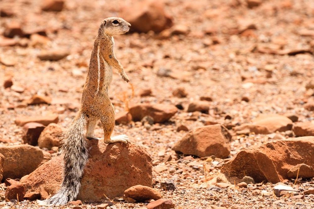 Namibie écureuil