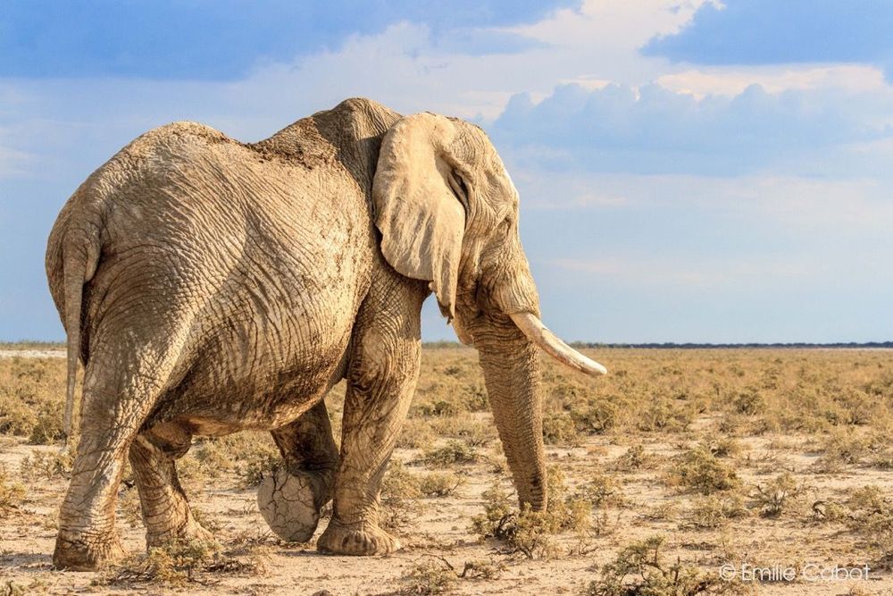 Namibie éléphant