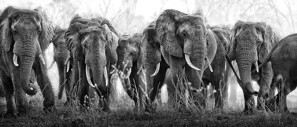 Afrique Tanzanie Eléphants