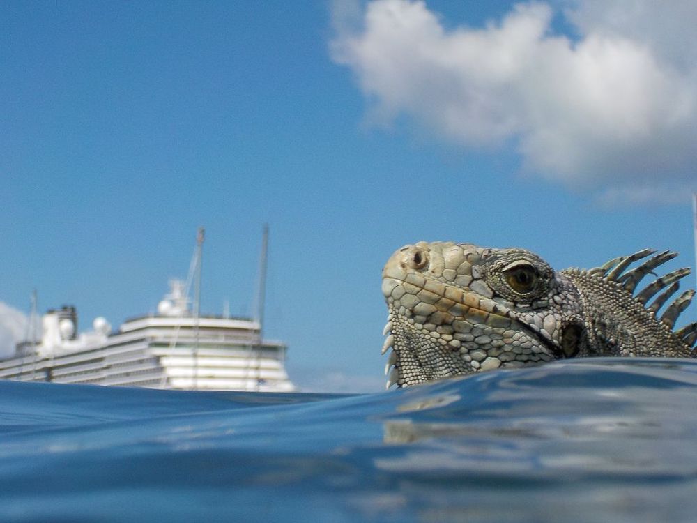 Martinique iguane