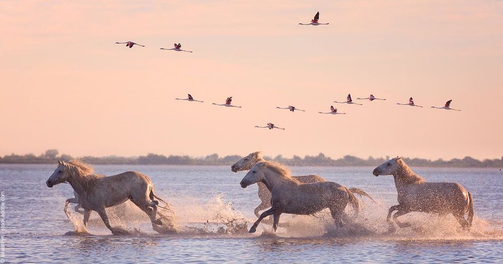 Camargue
