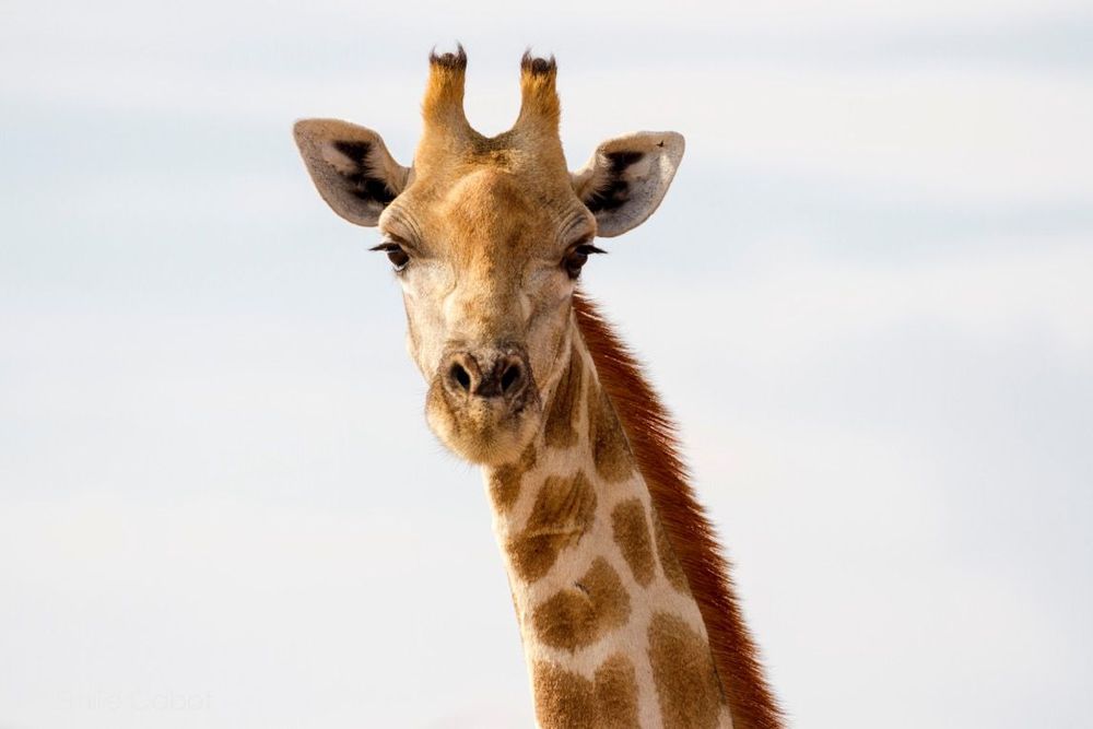 Namibie girafe