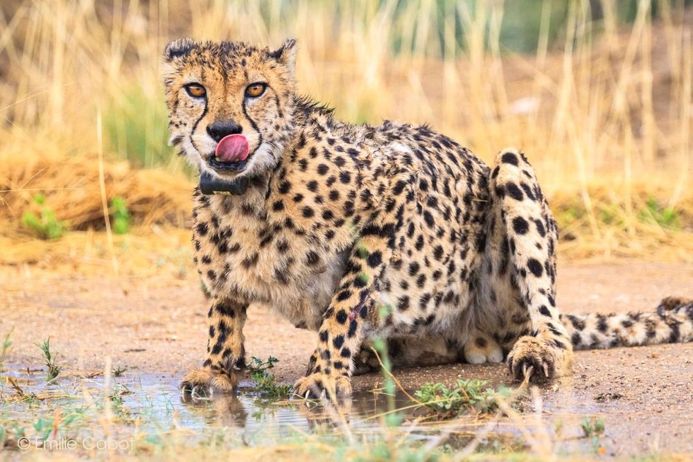 Namibie guépard