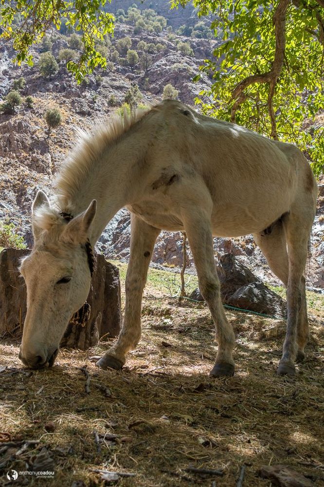 Maroc Atlas Mule