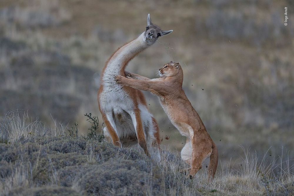 Ingo-Arndt---Wildlife-Photographer-of-the-Year