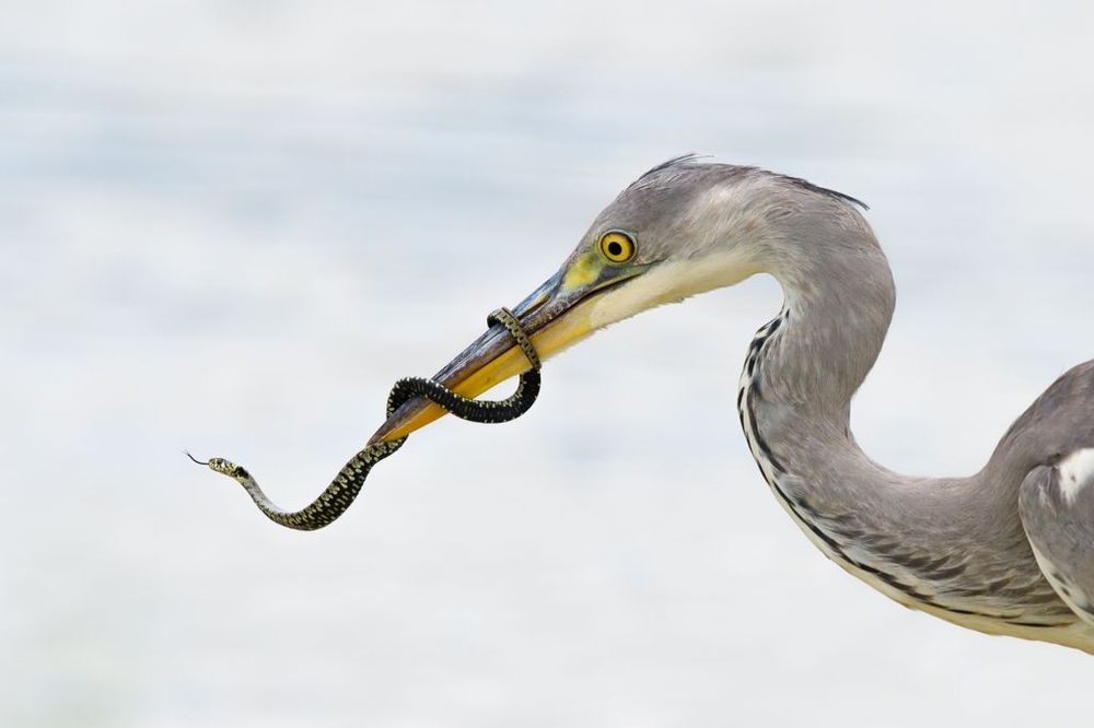 Héron d'Esculape et serpent