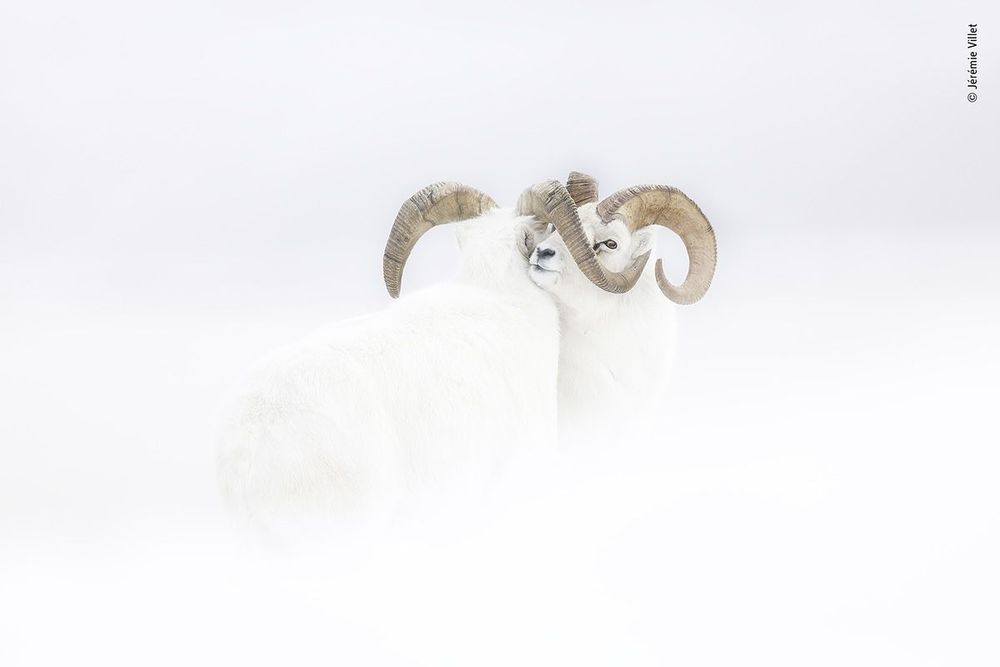 Jeremie-Villet---Wildlife-Photographer-of-the-Year