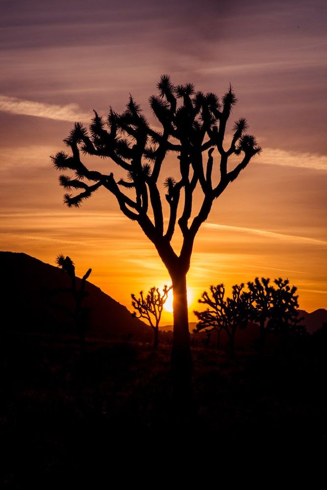 Californie Joshua Tree