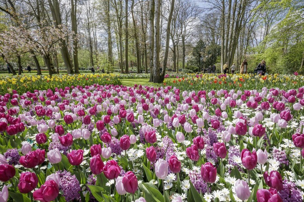 Parc du Keukenhof