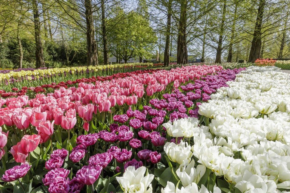 Parc du Keukenhof