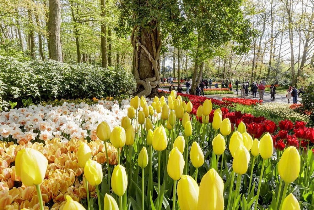 Parc du Keukenhof