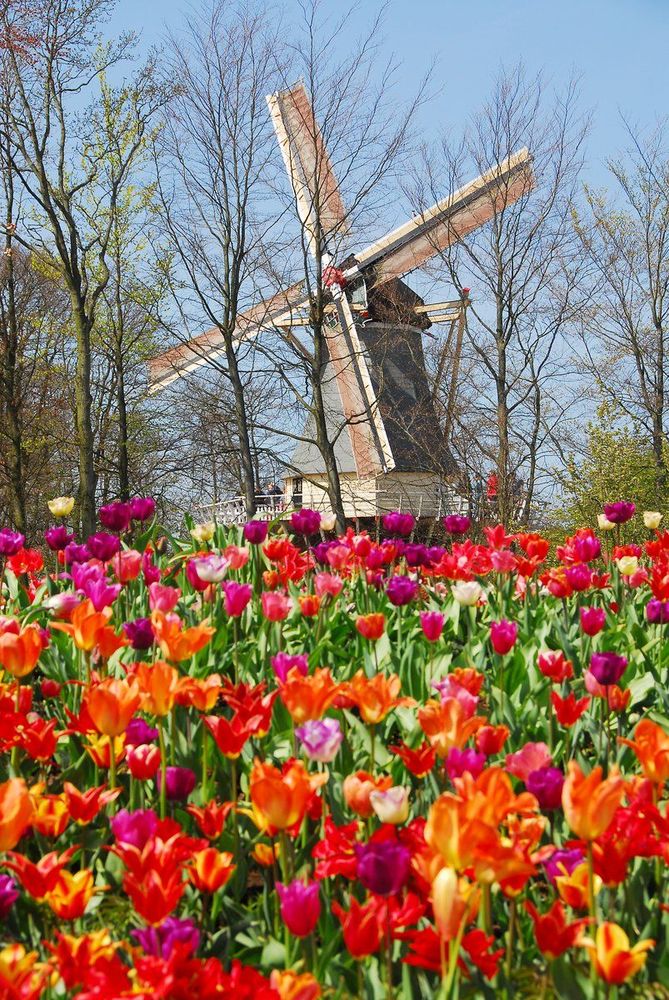 Parc du Keukenhof