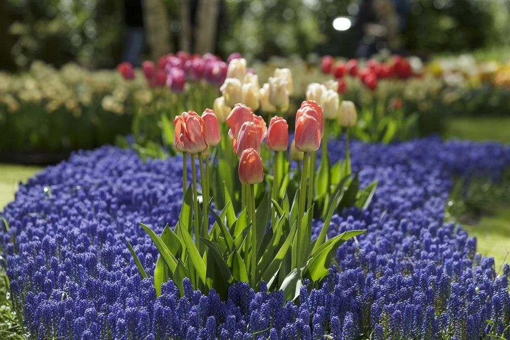 Parc du Keukenhof