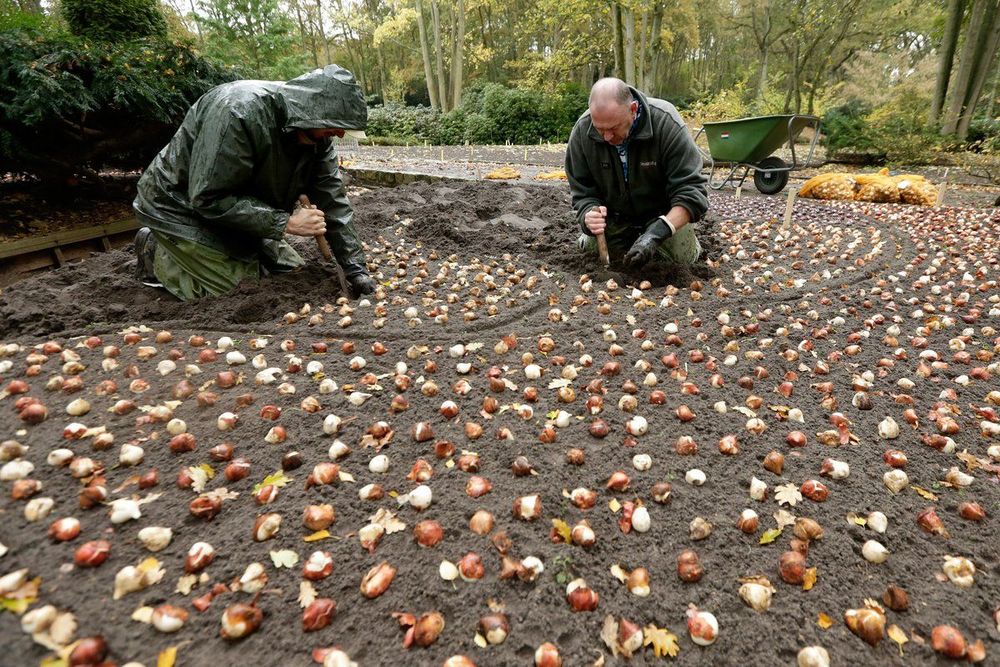 Parc du Keukenhof