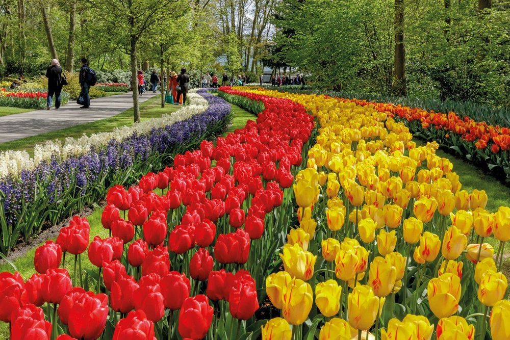Parc du Keukenhof