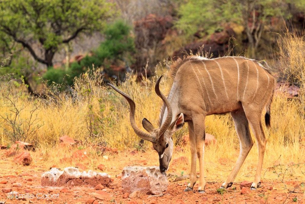 Namibie kudu