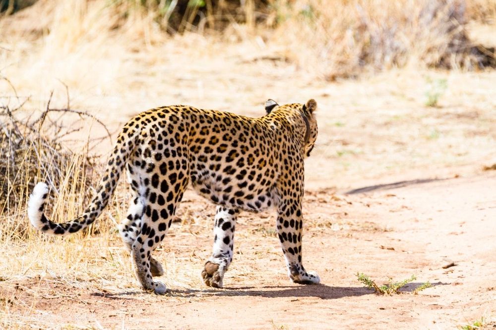 Namibie léopard