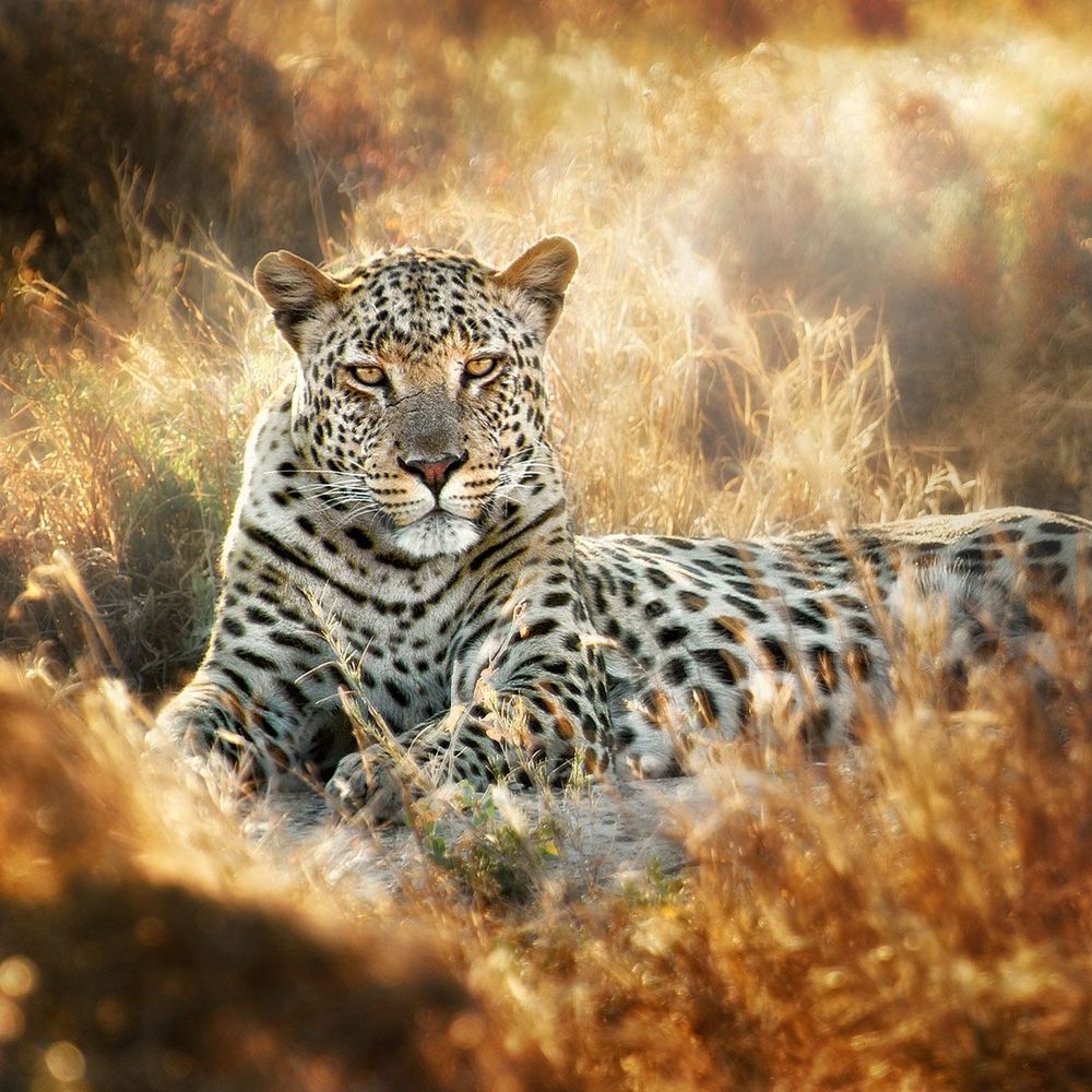 Namibie Etosha Léopard