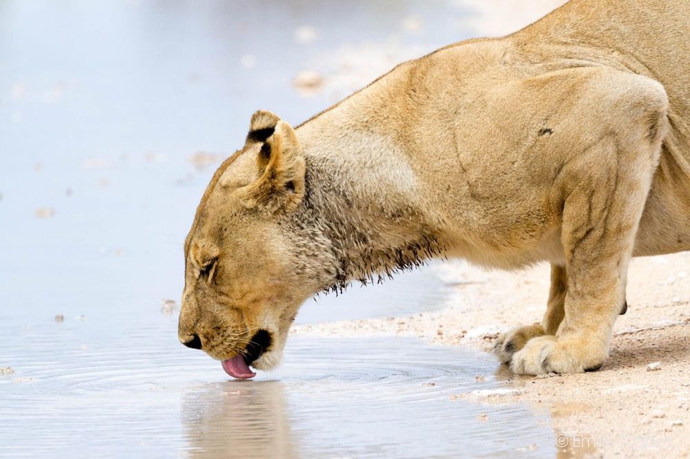 Namibie lionne