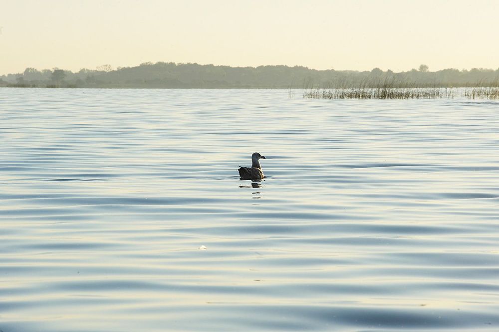 Loire Atlantique Lac de Grand-Lieu
