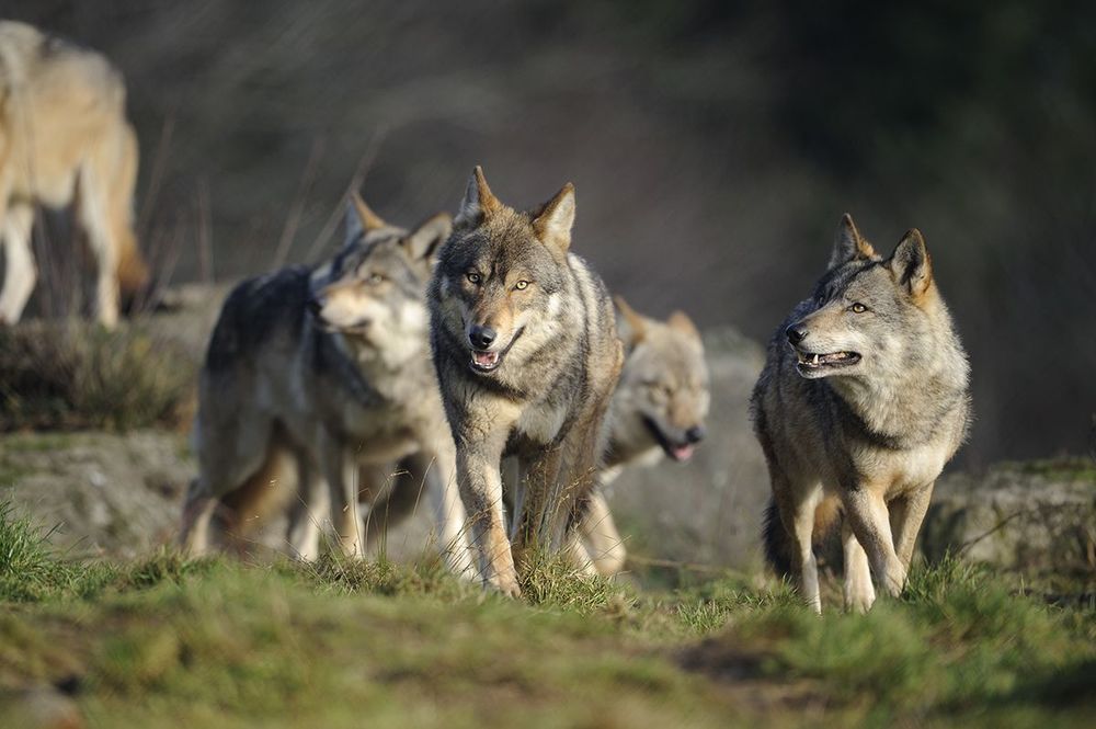Loups Chambrières Limousin