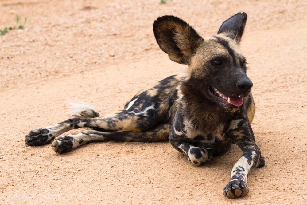 Namibie lycaon