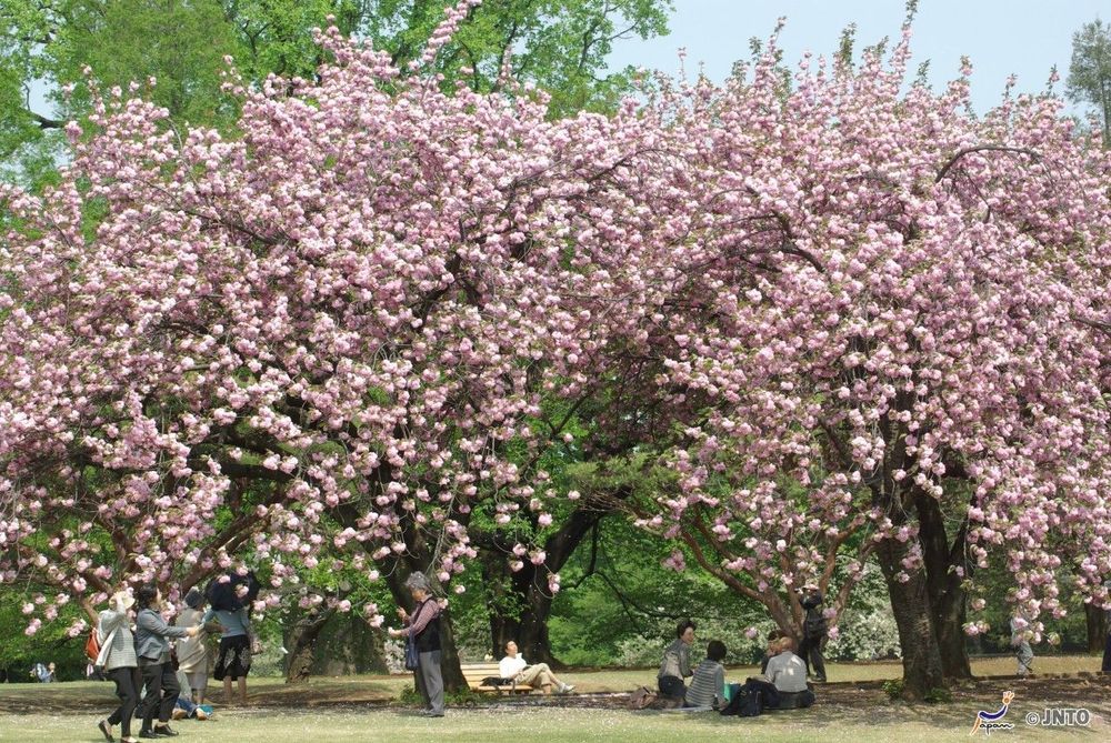 Japon Tokyo Parc Shinjuku Goyen