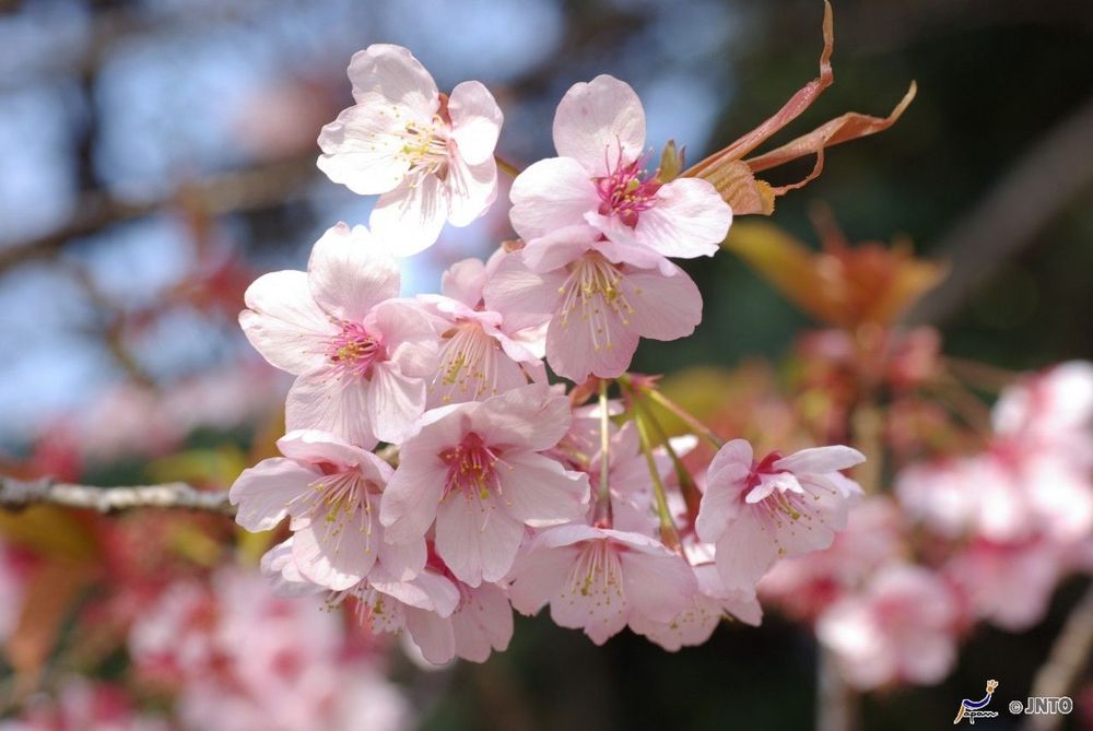 Japon Cerisier