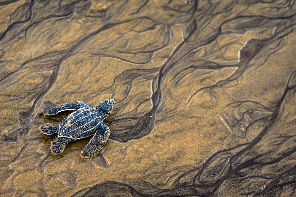 Guyane Tortue